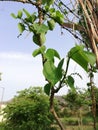 heart-leaved moonseed Tinospora cordifolia Royalty Free Stock Photo